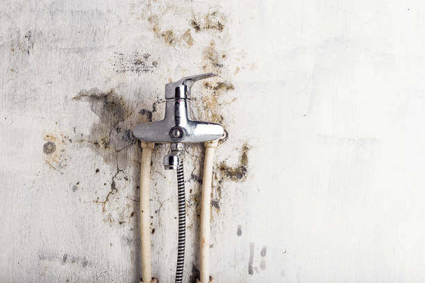 Best Mold Testing and Removal  in Six Mile, SC