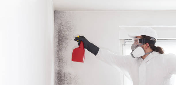 Best Professional Mold Removal  in Six Mile, SC
